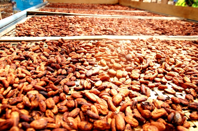 Kakao Indonesia komoditas utama ekspor hasil bumi